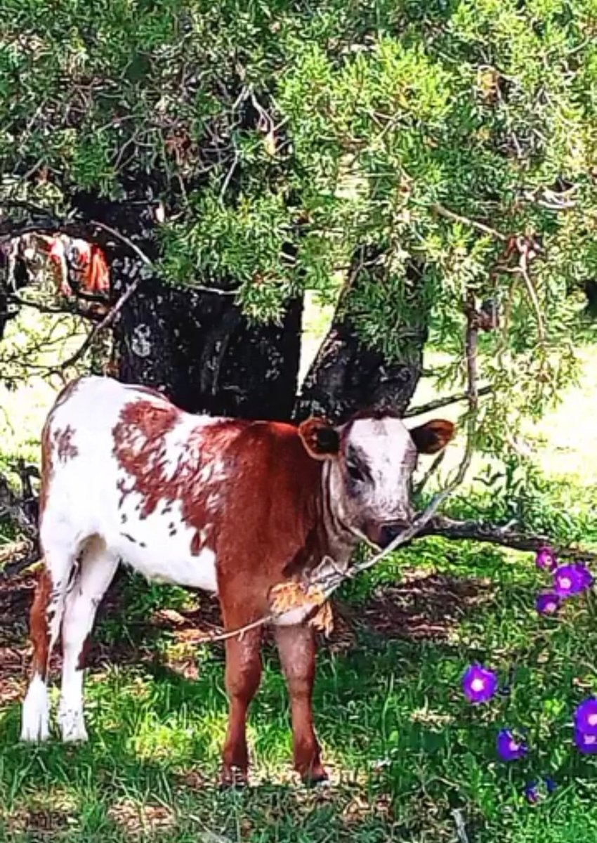 JAGNecoechea's tweet photo. Flores de verano en @GanaderoLaGasca 
#Tlaxcala #tauromaquiasí https://t.co/4tMyXMbzkN