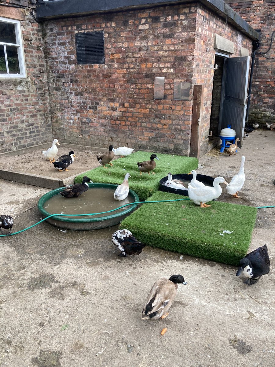 Sunflower House tweet media