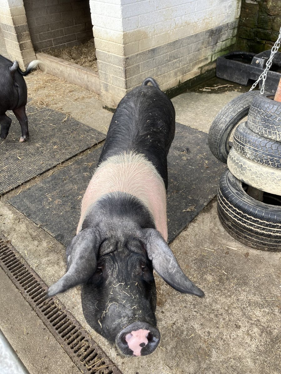 Sunflower House tweet media