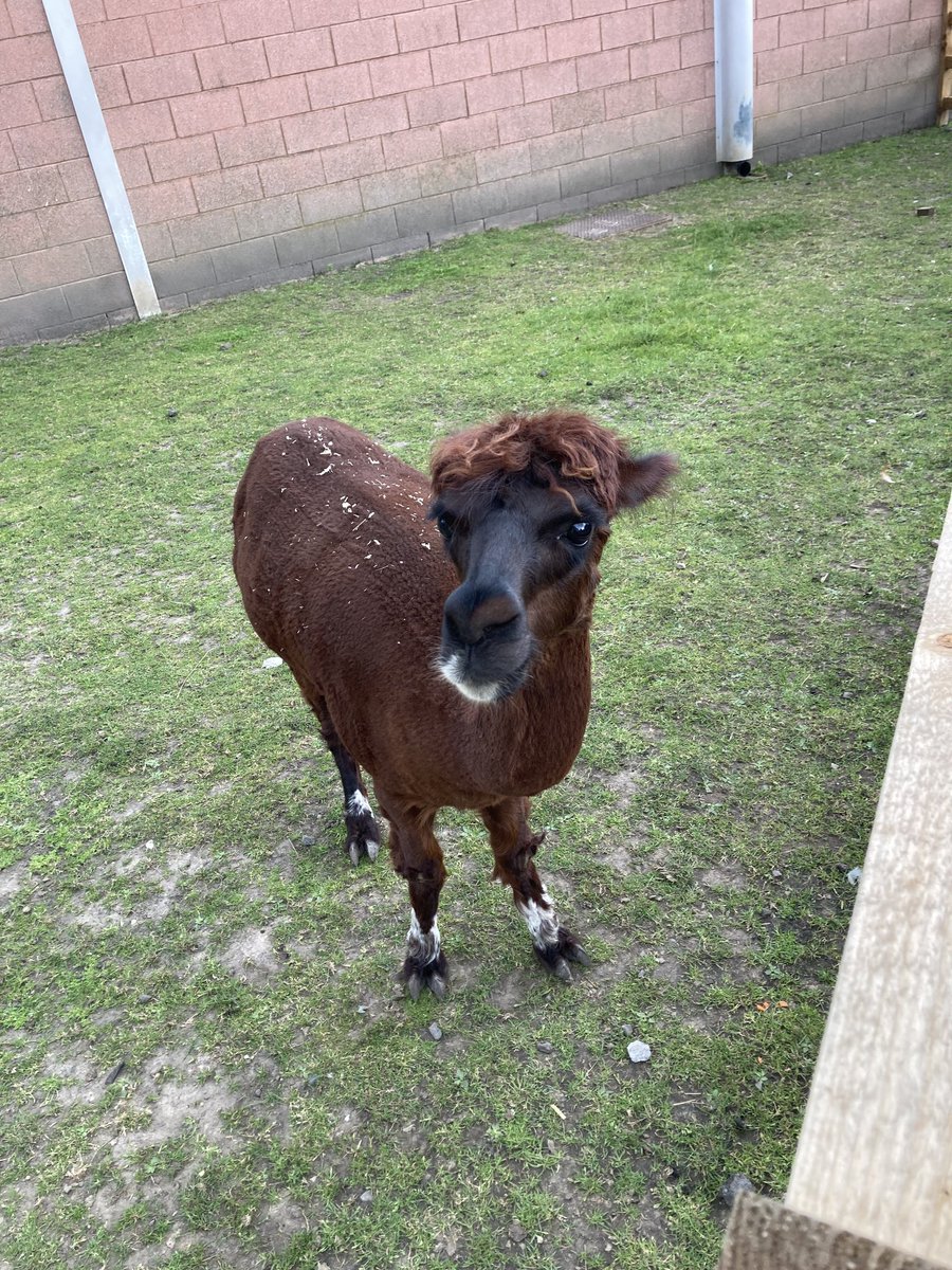 Sunflower House tweet media