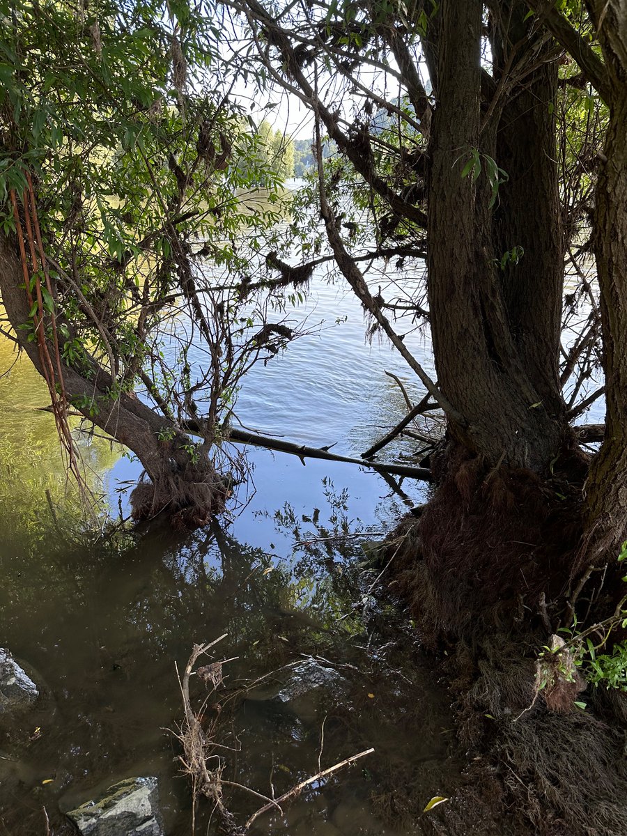 gosbonn's tweet photo. @cleanify_vet at the river rhine #4 sneaking around the riverside picking up that trash that’s left behind from the flood https://t.co/SpVClIxRsF
