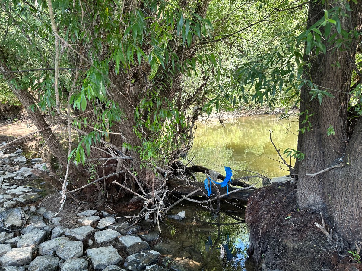 gosbonn's tweet photo. @cleanify_vet at the river rhine #4 sneaking around the riverside picking up that trash that’s left behind from the flood https://t.co/SpVClIxRsF
