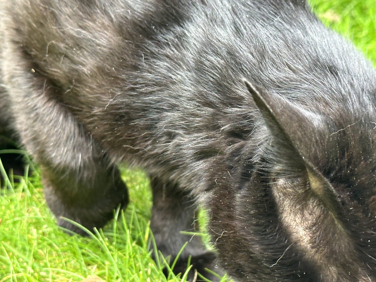 Injured black #cat found in a garden on Queens Rd in Hale. Does it belong to anyone? Crumpled left ear and very swollen right front paw that it can’t walk on. No collar. Please RT.