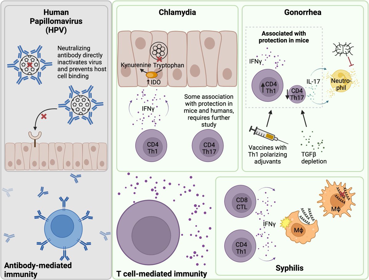 KacyYount's tweet photo. Our recent review "Immunity to Sexually Transmitted Bacterial Infections of the Female Genital Tract: Toward Effective Vaccines" @Vaccines_MDPI  https://t.co/WcXEpMsLKG https://t.co/AHan1Df6wy