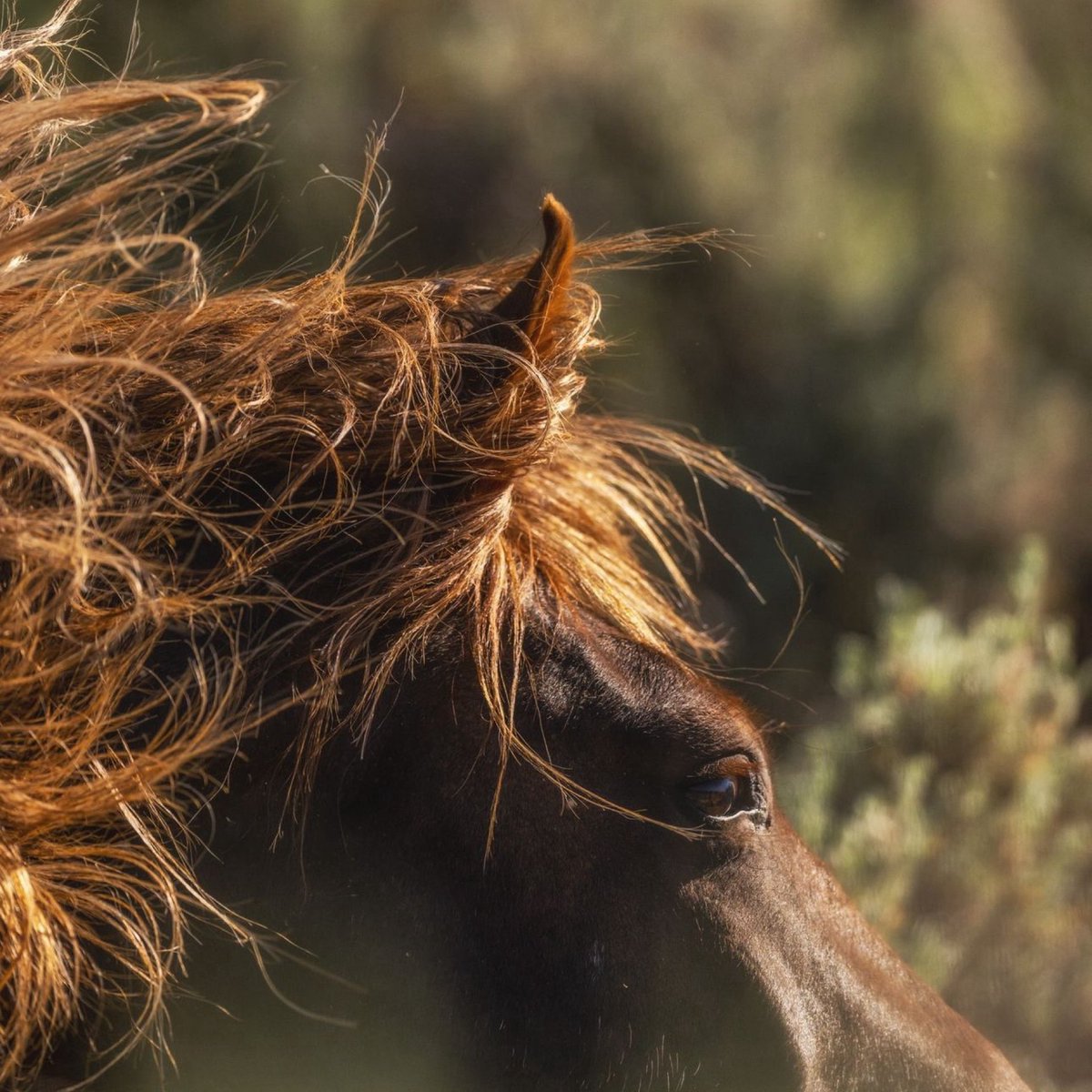 skydogsanctuary's tweet photo. Rocky was rounded up outside #SandWashBasin #CO, along with his buddy, Pegasus. We knew nothing about this #senior #wildmustang, To this day, his story is shrouded in mystery. Listed as โbrownโ, he is actually a #silverbay with a star, a snip, and a beautiful tail. ๐ธScott Wilson https://t.co/0MKCMgZJjK