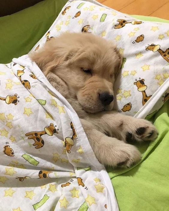 puppiesDoglover's tweet photo. https://t.co/NAA58YP1q1