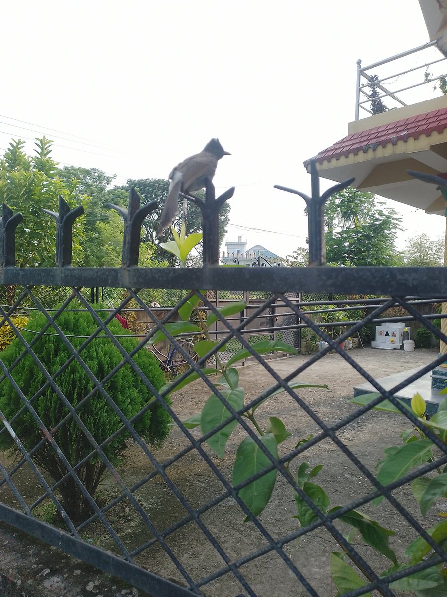Harisharma881's tweet photo. A few days of hard work... finally i am able to save you.... your flight makes me heartwarming...🥹❤️ https://t.co/gbSonBP4dW