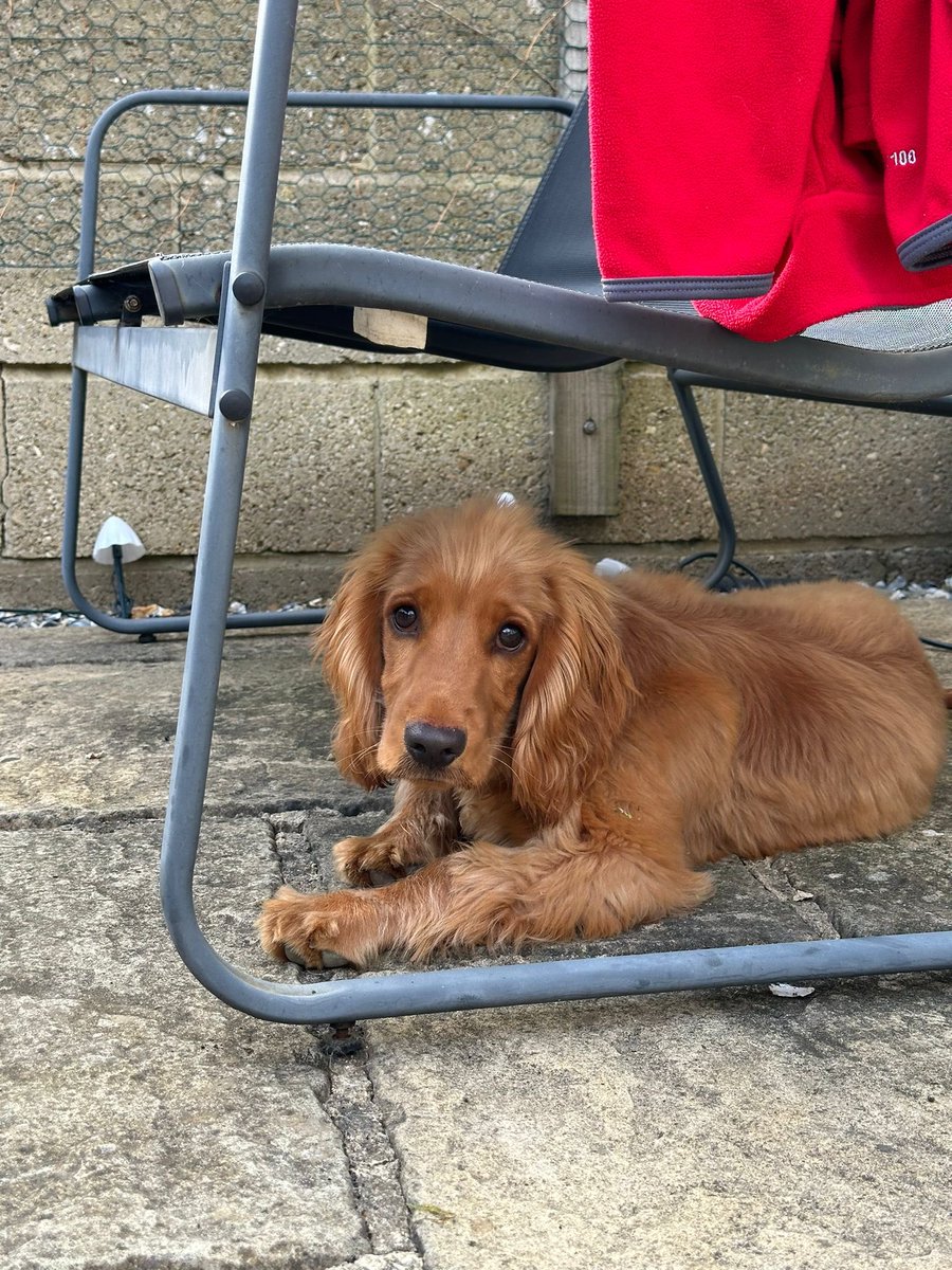 TheBionicDog's tweet image. Peeps! #lostandfoundpets #lostpets #dog Woody ran off scared by off-lead Alsatian in #stathan #cardiff CF62 4— please call his desperate owner Al on 07508945855 and please RT 🙏🏻