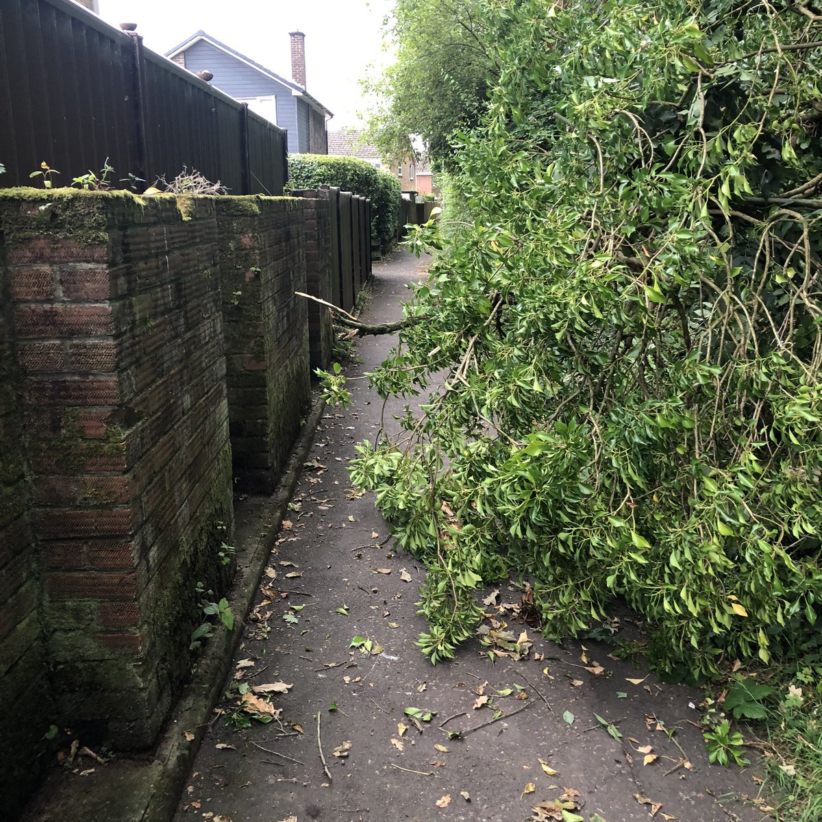 Alison Martin tweet media