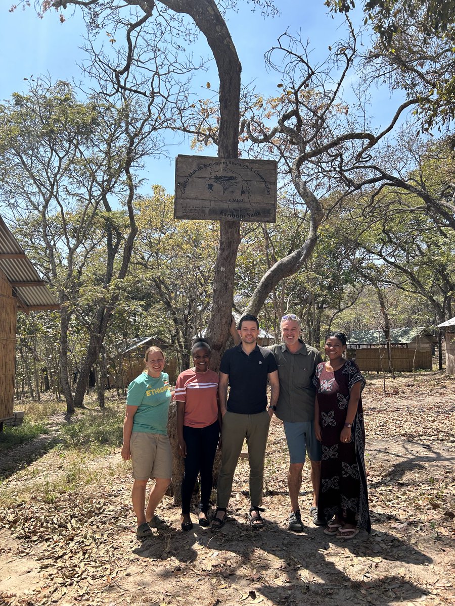 GMERC (@gmerc_tz) on Twitter photo Karibu tena (Come again!) @matthewlewisie from <a href="/ArcusGreatApes/">Follow Arcus Apes Program at @ArcusApes</a> who visited us at Issa this weék…lots of W TZ chimpanzee conservation planning on the menu (with a side of ugali!) Karibu tena (Come again!) @matthewlewisie from <a href="/ArcusGreatApes/">Follow Arcus Apes Program at @ArcusApes</a> who visited us at Issa this weék…lots of W TZ chimpanzee conservation planning on the menu (with a side of ugali!)