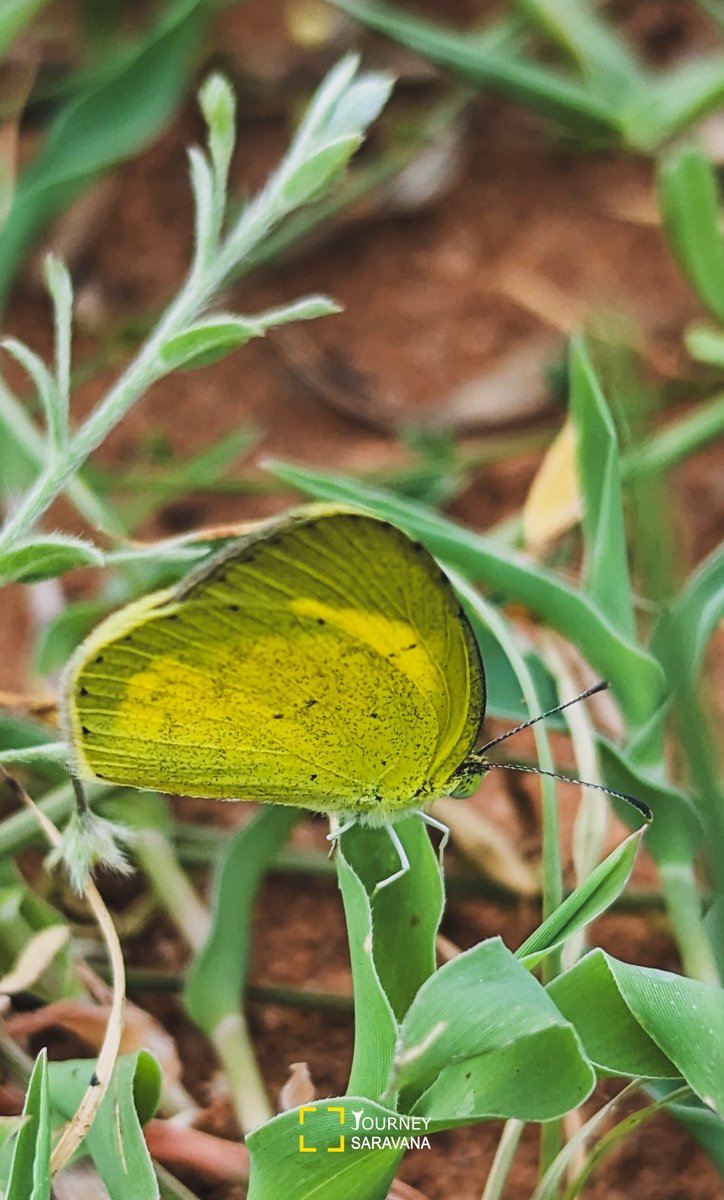 journeysaravana's tweet photo. Day 8
30 butterfly images in 30 days 🏡🦋
#ButterflyTwitter #IndiAves #nature #TwitterNatureCommunity #Insect #journeysaravana #TeamPixel https://t.co/vWNv88Ysxs