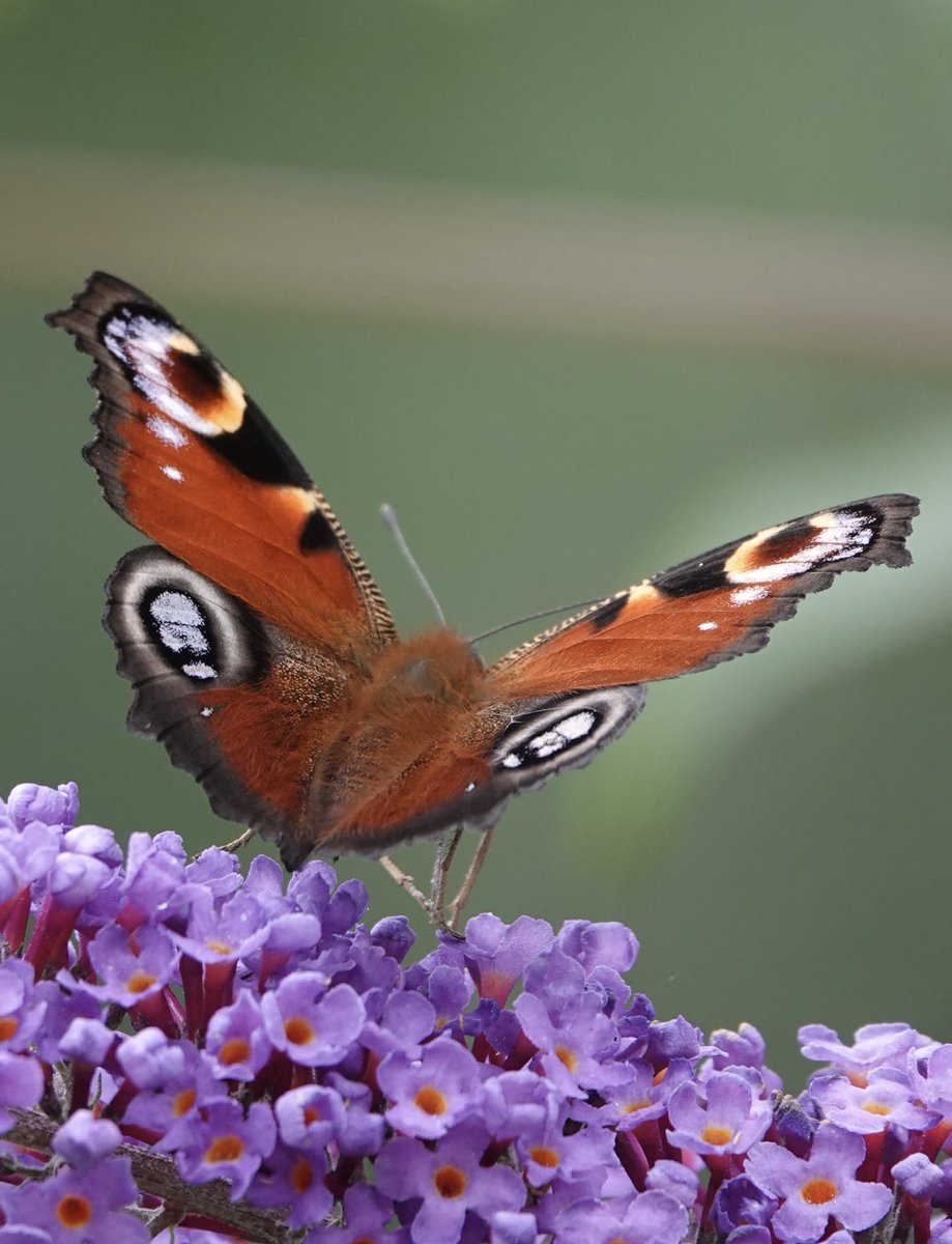 Andy Hill (@sheffandy) on Twitter photo At last, a Peacock butterfly feeding on the garden buddleia this afternoon @ukbutterflies #Sheffield At last, a Peacock butterfly feeding on the garden buddleia this afternoon @ukbutterflies #Sheffield