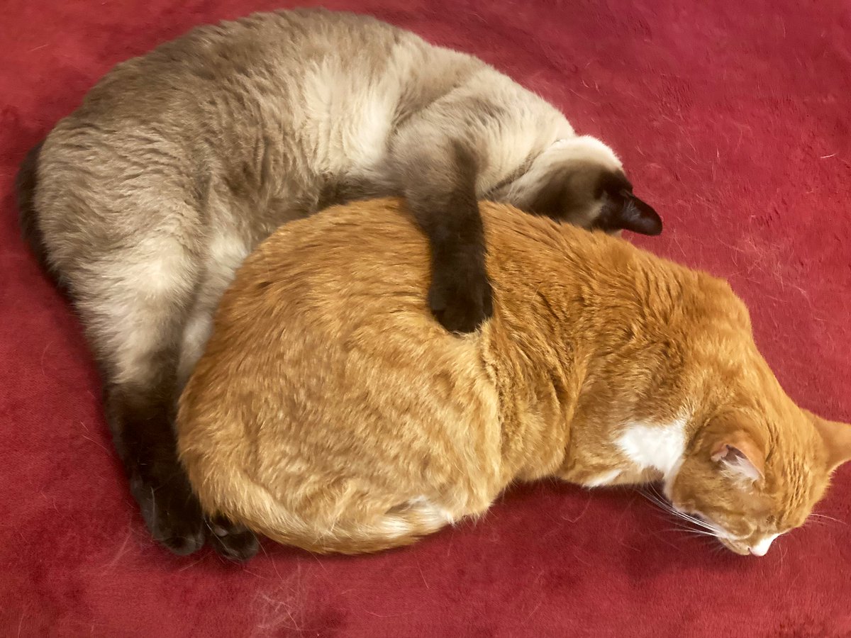 Mewkies_'s tweet photo. ちょっと大きめの抱き枕はこちら(￣∀￣) https://t.co/uE9keiMbC7