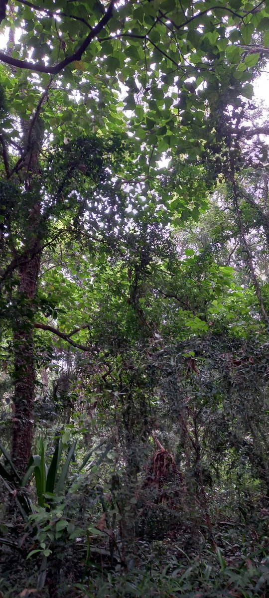 Mondays are for the SELF!
As my friends G, Evamaina, <a href="/MunjuaM/">Maureen Munjua</a> <a href="/Eveminet_Ke/">Eveminet Comm. Solutions Limited #SaferTogether</a> always say "Nobody will ever know how you'd like to be loved as you do, nobody will ever love you as you can love you"

Can you spend 10 minutes alone tonight just thinking and speaking good to yourself?