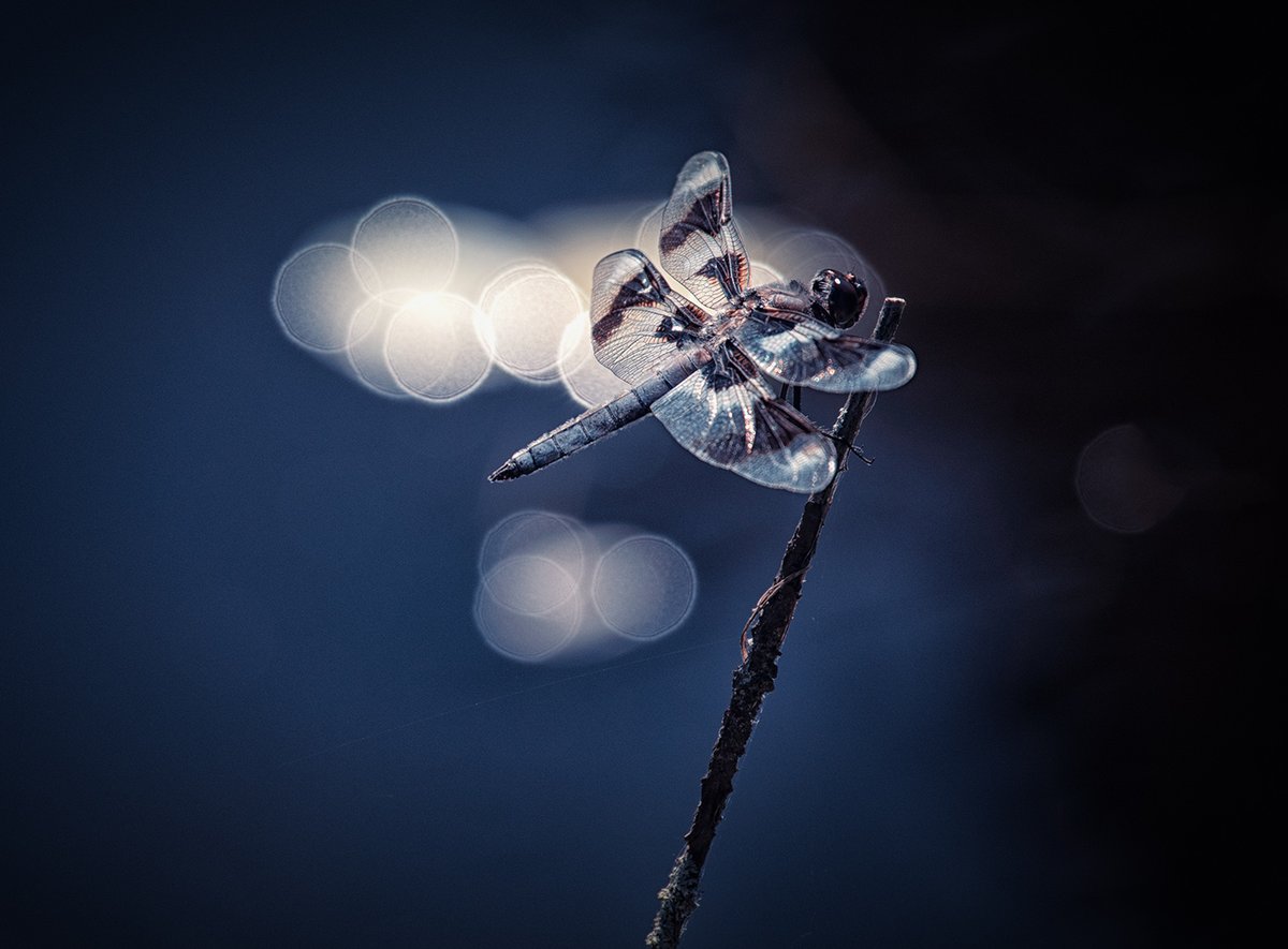 Sam_Alexandra23's tweet photo. Hi Gang! Today let's share a #macro or #CloseUp capture of anything really small. 😊 Have a Marvellous Monday! #Photography #Nature #Dragonfly #BlueDasher 📸🇨🇦 https://t.co/yTKaVE7MGA