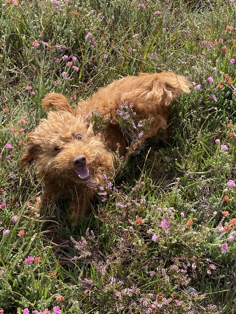 ExploraNeedham's tweet image. 