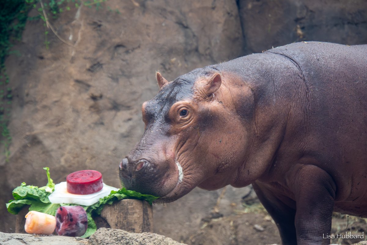 HIPPOさま2 ICYMI: Fritz the baby hippo turned 2 over the weekend!