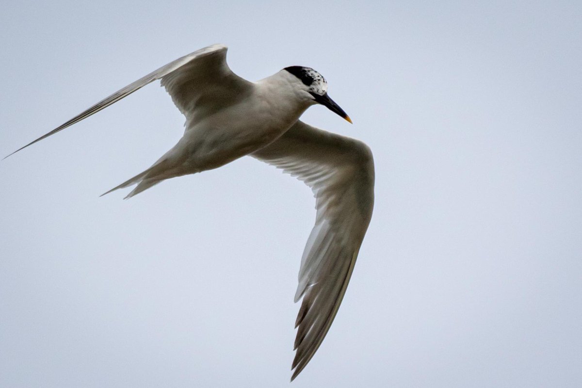 Sandwich Terns at Ballynamona recently. No luck reading the ring unfortunately. Surprised to see so many Wheatears on the strand. Have they given up on the Irish Summer too and are heading south early? 😉