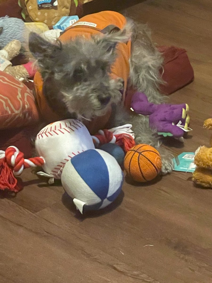 GMGIRL63's tweet image. Mama said no more toys but I need more right? I don’t have enough toys. Tell mama I need toys, Schnoodles need lots of toys. #DogsOfX #AdoptDontShop #Schnoodle