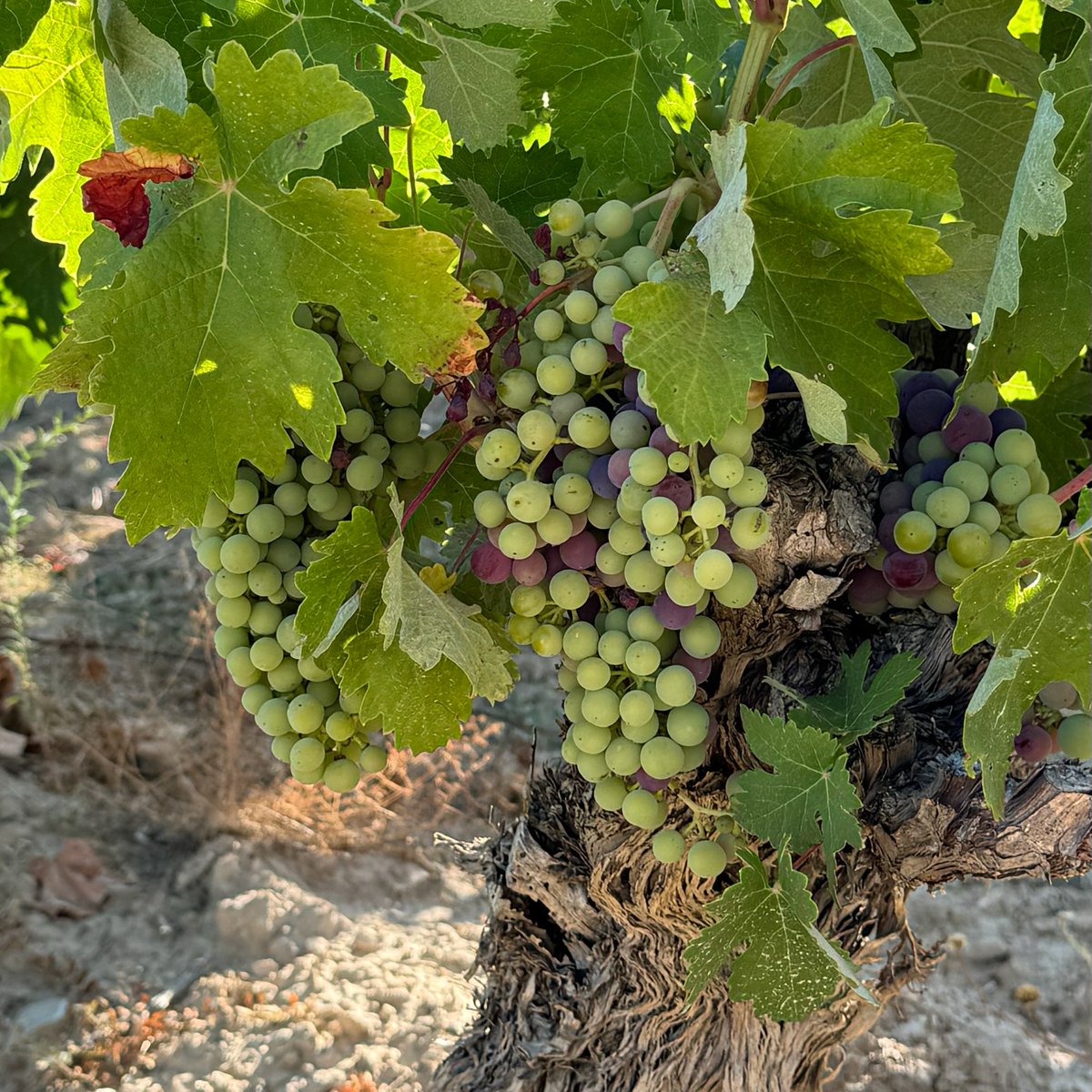 BodegasOlarra's tweet photo. Imágenes tomadas el mismo día a la misma hora en nuestra parcela muy cerquita Viana de donde surge Mayor de Ondarre. Ya sabemos que la Naturaleza siempre tiende a igualar las cosas, pero nadie dijo que esto de la viticultura fuera sencillo ¿no?

#envero #riojawine #vinodeviana https://t.co/IS43jqAVmB