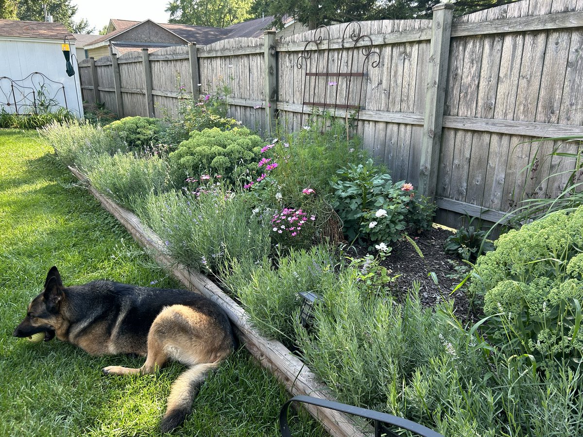 crocus_pocus_'s tweet photo. The yarden in early August. Found some summer blooming additions and a false indigo I can squeeze in once the weather cools down later this week. Japanese beetles have finally found my roses and it’s war. https://t.co/d1t21hQmzU