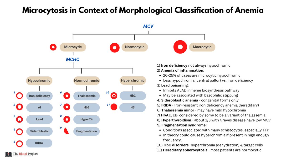 1/2

MICROCYTOSIS - CLASSIFICATION

A) MORPHOLOGIC CLASSIFICATION