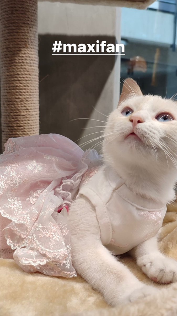 ¡Queremos ver a nuestros #maxifans!

Envíanos las fotos de tus peluditos con algún producto #maxipet y la estaremos publicando por nuestras redes sociales.