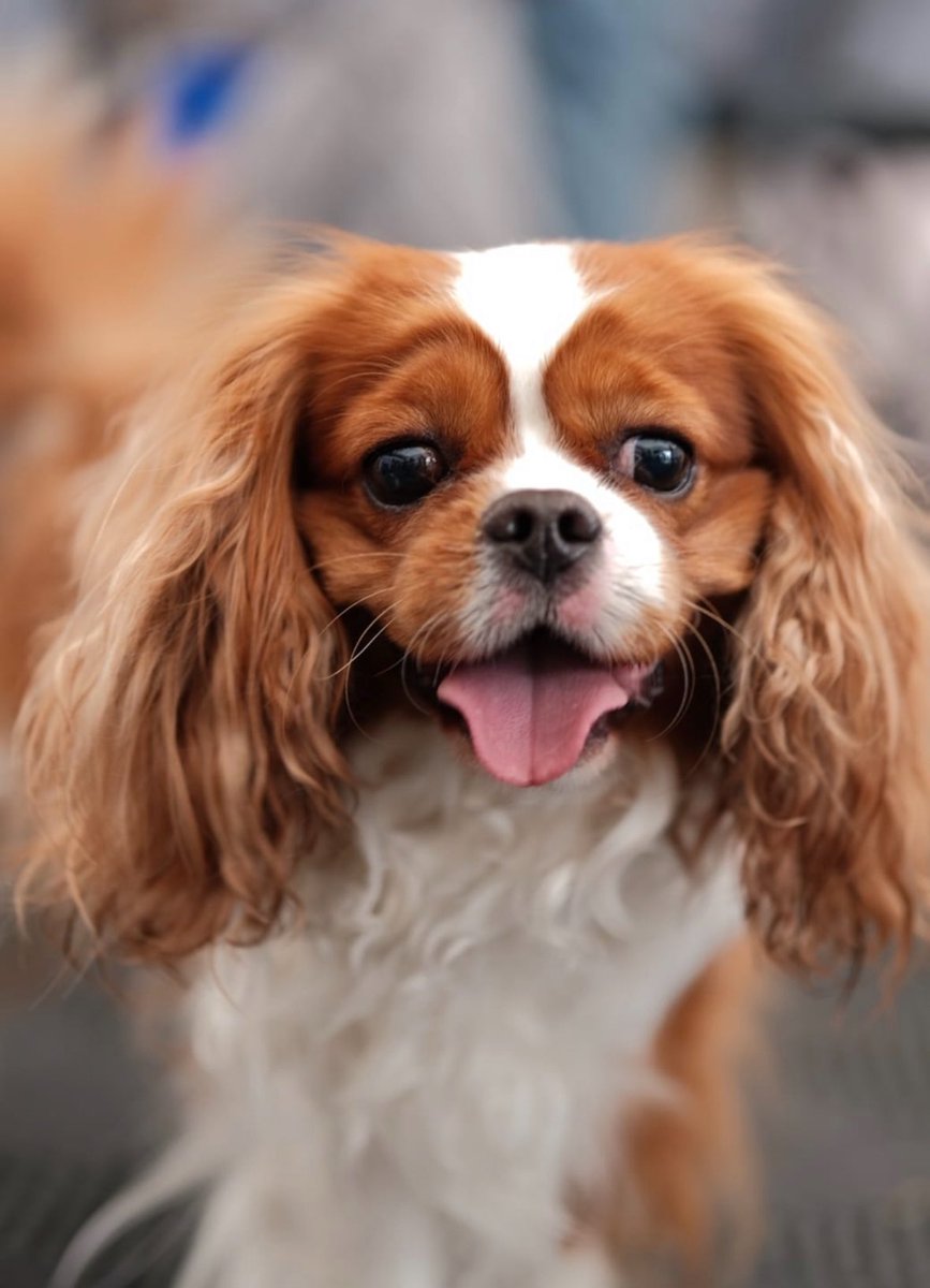 Il est top mon Onil 😉😘
#chiens #cavalierkingcharles