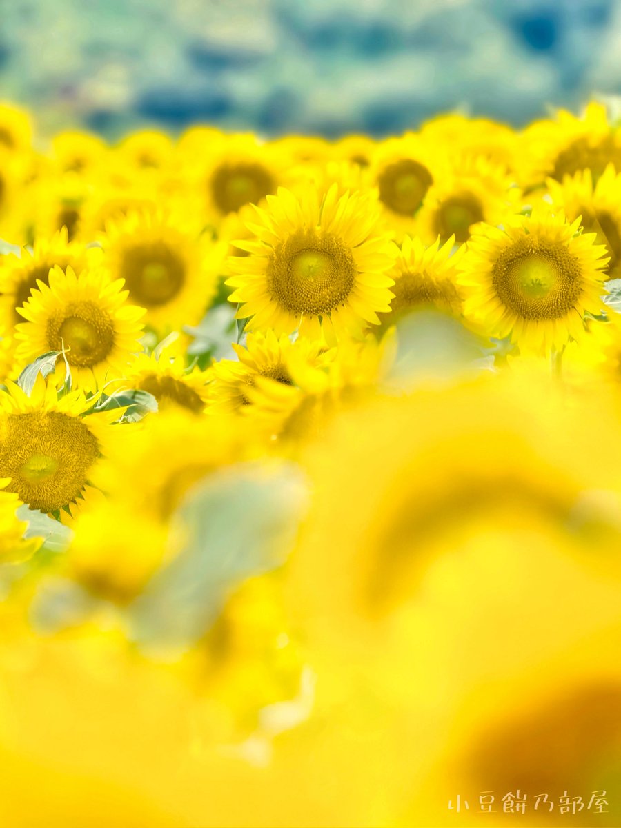 おはᰍᩚ

溢れる笑顔🌻*:･ﾟ