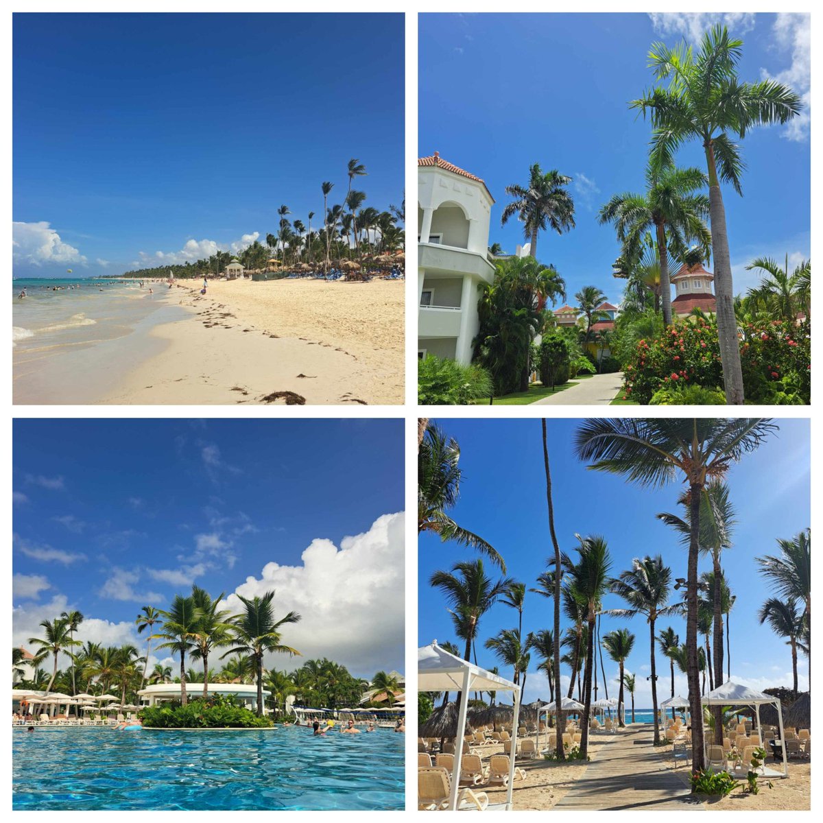 Best Wedding &amp; Honeymoon Ever 💍🍻🎉🇩🇴🌴🌊🐬🏊‍♀️