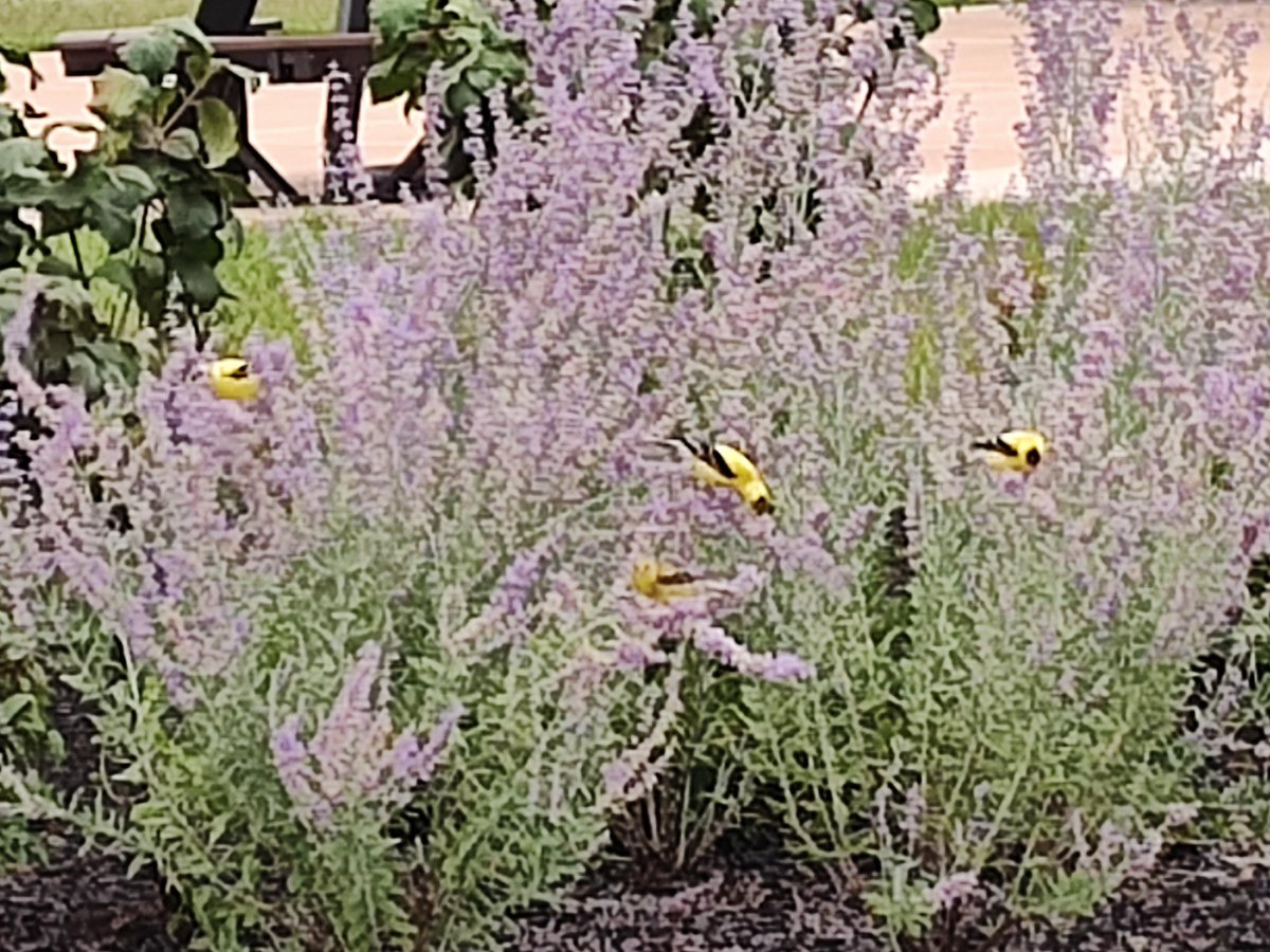 BrightHeidi's tweet photo. When  I was going through #CancerTreatment  during 2009, my friend Karen said  #goldfinches are harbingers of #miracles. I rarely see them, but here are  4--can you find them all?--in lavender, seen as I walked to the farmers'  market. Bring them on!
#Cancer #inspirational https://t.co/9J8XOgMx8p
