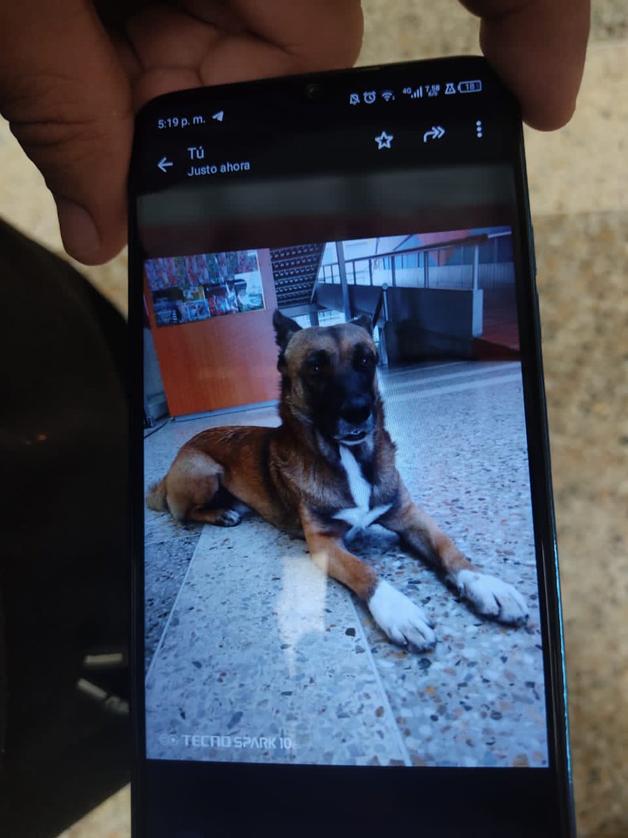 Este cachorrito, con rasgos de pastor alemán, se encuentra en el cc los altos. San Antonio de los altos Miranda. Si eres su dueño.o si estás interesado en adoptarlo, comunicate al tlf 0414 2697499