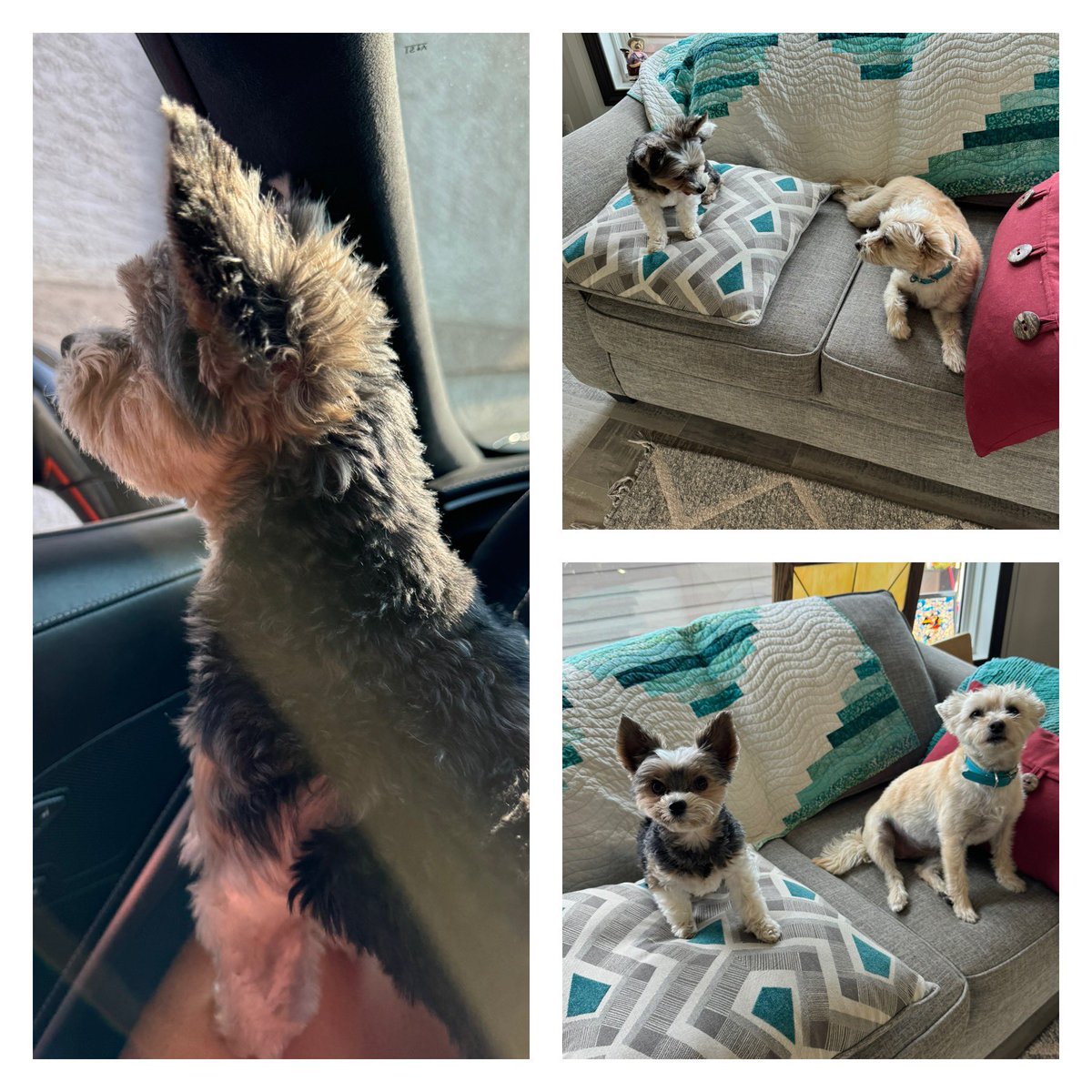 CoryJoy's tweet image. Gio. Fun day at mom’s friends house to do crafts! I played with Lily 🐾🫶🏼❤️💋🙌 #fundaymonday
