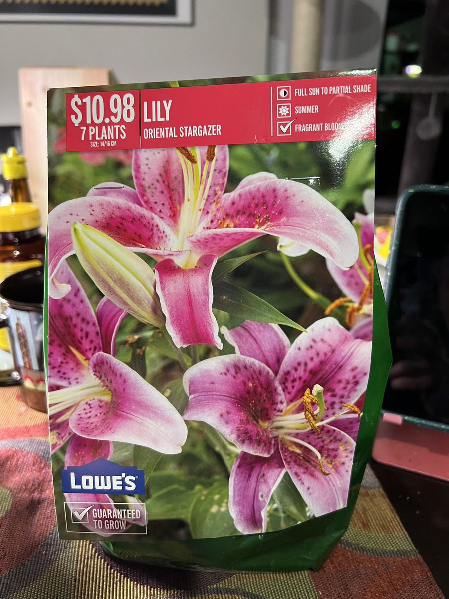 春天買回來種花盆，夏天入屋聞香，香水百合。