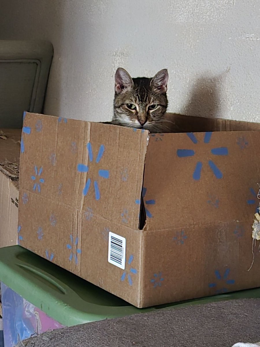 patriciaorteg13's tweet image. I think my delivery is wrong. I don’t remember ordering a kitty 🐱 cat @Walmart 😹😺😽 #PrincessPoppy