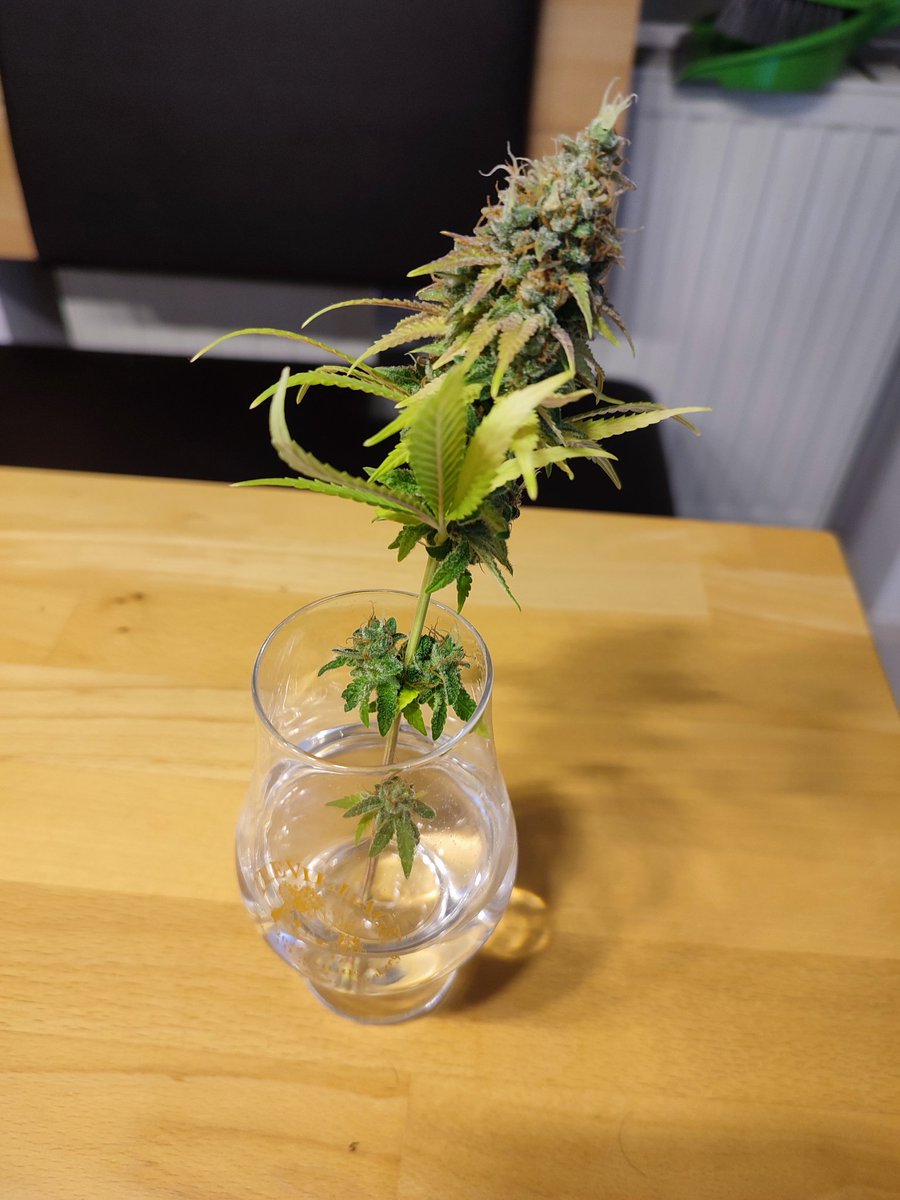 Florganics flo meinte mal, man sollte die ladies nach dem ernten direkt ins Wasser stellen wie Schnittblumen.... Der ganze busch war dafür dann doch bisschen groß, also hab ichs mal im kleinen getestet. 😅