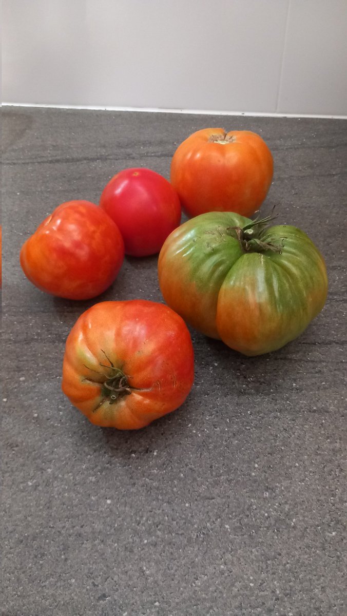 PepGranellTrave's tweet photo. Una vez pasado el festival hay que recuperar las buenas costumbres y comer tomate de verdad hasta que se pueda💪😍🍅
#Verano2024 #tomata #tomate #corazondebuey #BuenasTardes #caloret #gastrolovers #gastronomía #tomatepera #frutas #cuisine #estiu #menjar #foods https://t.co/qG2EU6gQc4