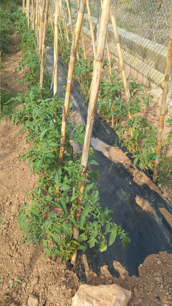 PepGranellTrave's tweet photo. Una vez pasado el festival hay que recuperar las buenas costumbres y comer tomate de verdad hasta que se pueda💪😍🍅
#Verano2024 #tomata #tomate #corazondebuey #BuenasTardes #caloret #gastrolovers #gastronomía #tomatepera #frutas #cuisine #estiu #menjar #foods https://t.co/qG2EU6gQc4