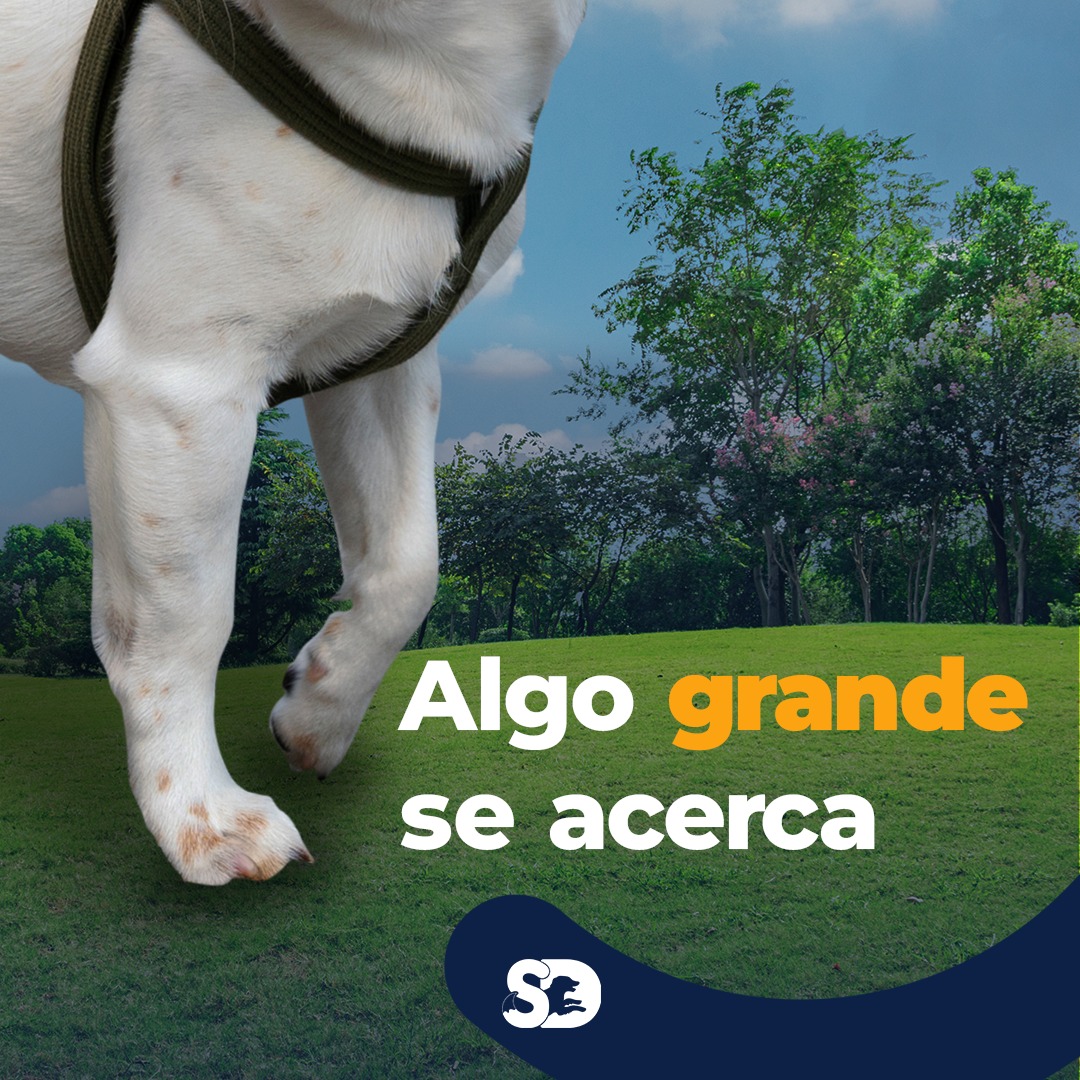 SpeedogMX's tweet photo. ¡Divierte libremente!
Sigue nuestras redes y permanece atento, muy pronto, sabrás cómo enriquecer la vida de tu perrhijo. 😍
#Speedog #SD #perrhijos #perrhijo #compañeros #bff #bffgoals #CuidadoAnimal #mascotasfelices #mascotas https://t.co/3UaOVSoduR
