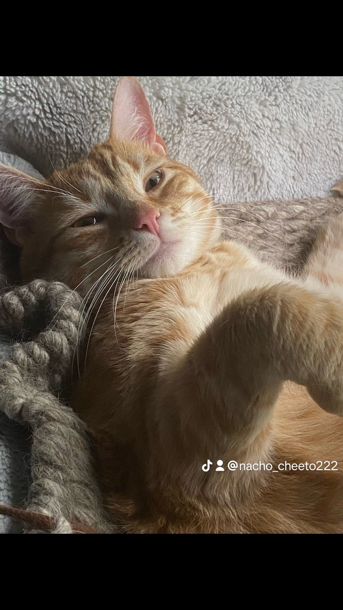 NachoCheeto222's tweet photo. #CatsAreFamily #cats #cat #catlover #catlady #CatsLover #catstagram #CatsOnTwitter https://t.co/YaTyzrLZkj