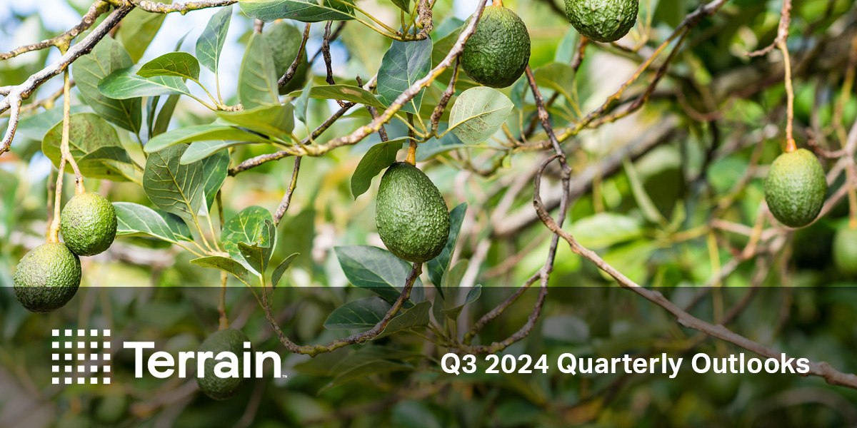 "Despite the challenges facing the California #avocado industry, farmers are likely to see stable prices in real terms in the short term."

🥑 Check out our Matt Woolf's Q3 2024 Avocado Outlook: brnw.ch/21wLGy0