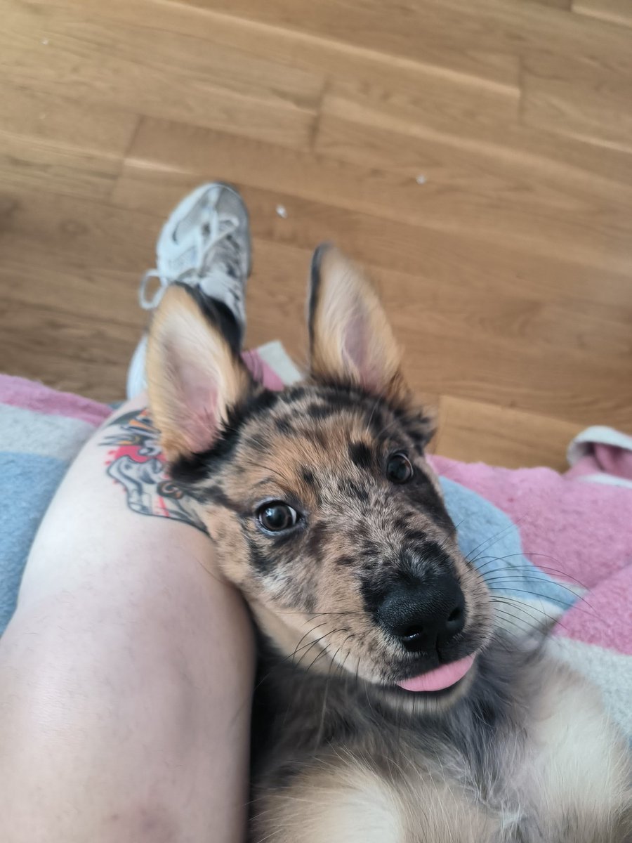 nojoderme's tweet image. Ni media neurona en esa cabecita