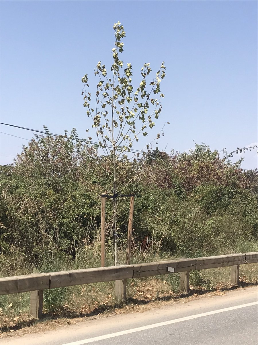 cecalldtnes_eco's tweet photo. Tot i el mal estat en que es troben els plataners de la carrerera BV-5202 de Vilatorta a Vilalleons, replantats recentment, la @diba ens confirma que els reguen setmanalment. 💦 Les elevades temperatures i la manca d'aigua, perjudiquen els arbres i altres espècies vegetals. 🔥🌡 https://t.co/qzkVfFuglK
