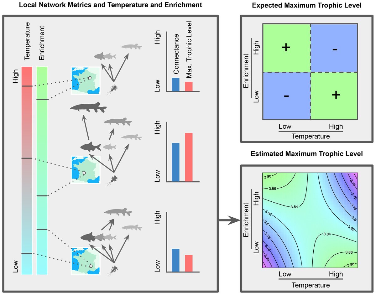 Camille Leclerc (@_leclerccamille) on Twitter photo 🎉Thrilled to announce our new paper in <a href="/Ecology_Letters/">Ecology Letters</a>!
It’s been a long road to publication, but this collaboration has been incredibly fulfilling. A big shout-out to all the co-authors!
See how warming and enrichment impact aquatic food webs here: doi.org/10.1111/ele.14… 🎉Thrilled to announce our new paper in <a href="/Ecology_Letters/">Ecology Letters</a>!
It’s been a long road to publication, but this collaboration has been incredibly fulfilling. A big shout-out to all the co-authors!
See how warming and enrichment impact aquatic food webs here: doi.org/10.1111/ele.14…