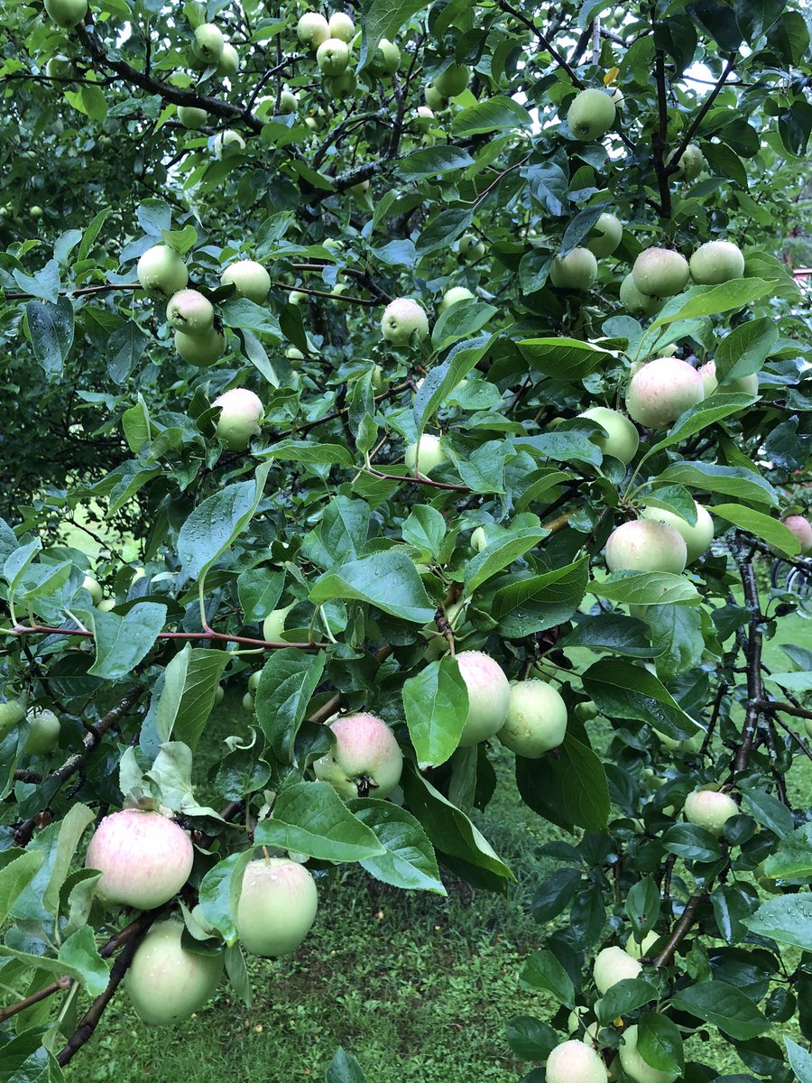 RHonkanen's tweet photo. @vahis Omenavuosi on kyllä runsain miesmuistiin. Ja ei ole toukkia, siis ovat vegaanisia 🍎🍏 https://t.co/vOL2AwrCpr