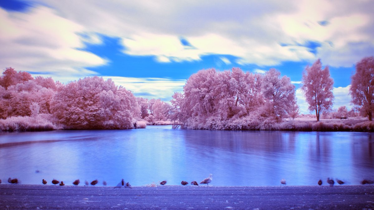 MissThackstone's tweet photo. One of my summer projects is learning infrared photography.  I took these at #apexpark 📷 https://t.co/2HjV12ojpE