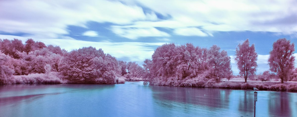 MissThackstone's tweet photo. One of my summer projects is learning infrared photography.  I took these at #apexpark 📷 https://t.co/2HjV12ojpE