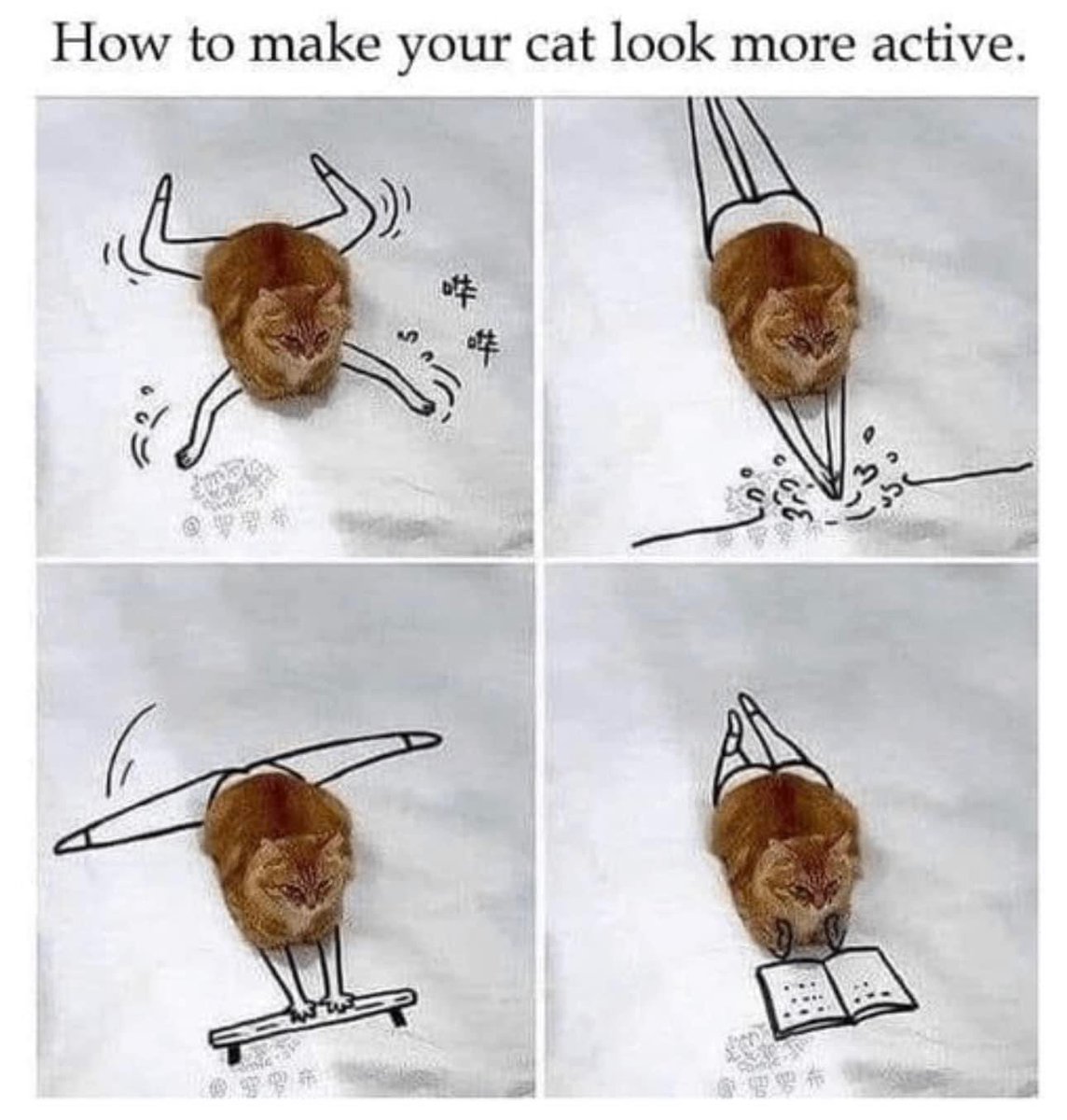 Sponection's tweet image. #cat #moreactive