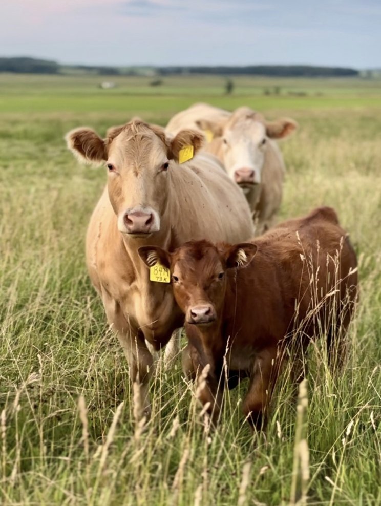 UNLBeef's tweet photo. As we near the feedlot fall run and cow/calf producers market their calves at the highest prices received to date, every additional pound of gain has greater profit potential.

See how you can add value to your calf crop > https://t.co/6ZTdb2m161 https://t.co/vQfxfAcO3a