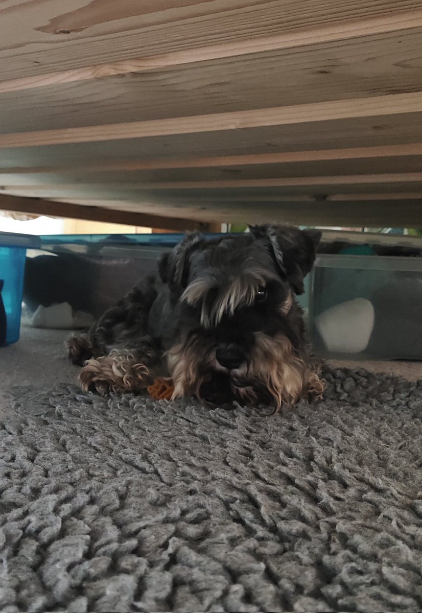 RachB_'s tweet photo. Bob pal, we're gonna need some more!  These peanut butter nobbly things are great!  Betty took hers to her secret hiding place to enjoy.@bemorebob2 https://t.co/nV6lOsTRxL